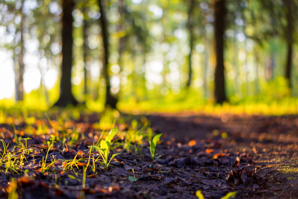 Nature shot of the ground and trees